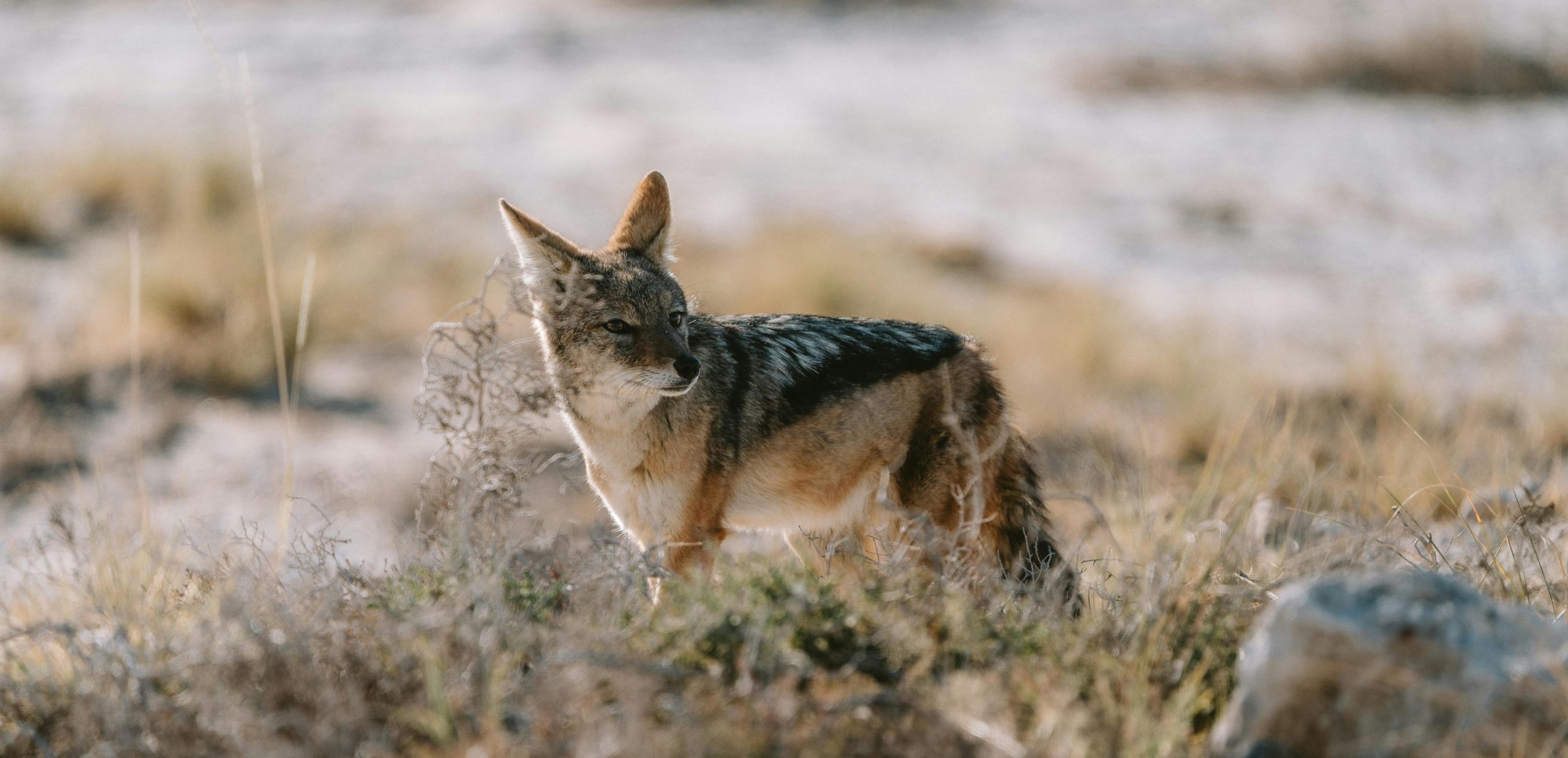 pexels-line-knipst-574109081-27013589